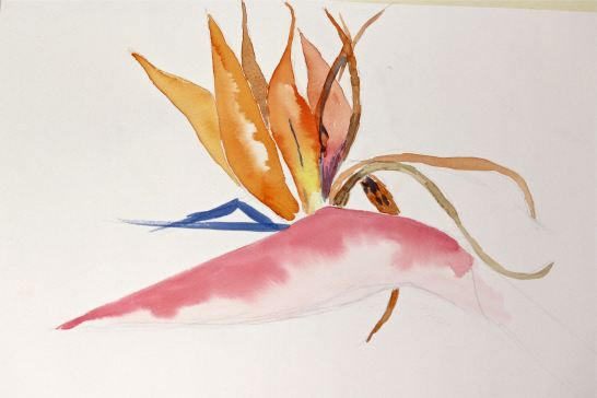 watercolor Bird of paradise, student art, debiriley.com