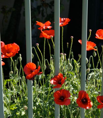 Red poppies behind the fence lines debiriely.com