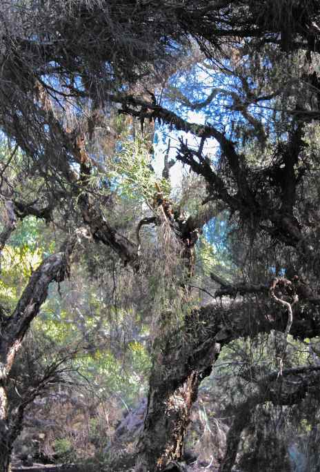 Crow Tree in Swamps Perth Australia debiriley.com 