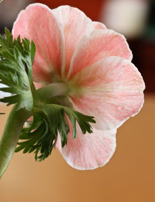 flower photo debiriley.com 