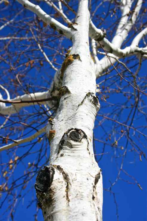 ultramarine sky and white tree trunk debiriley.com