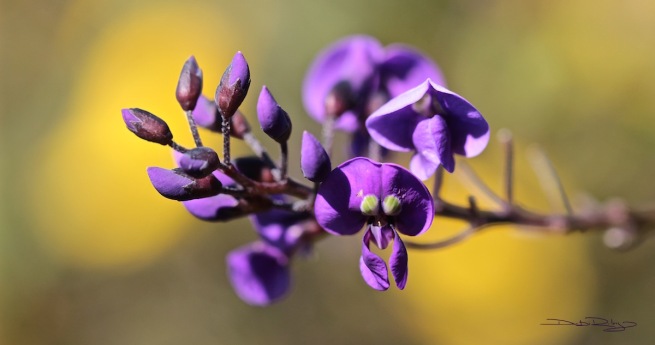 wildflower purple photo debiriley.com