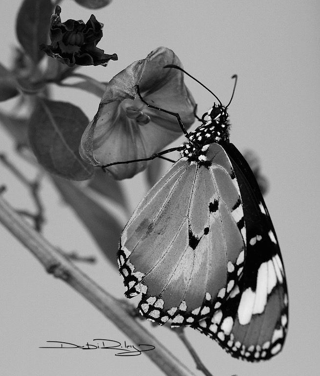 B/W Monarch Butterfly, without distracting colour, debiriley.com