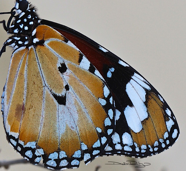 Monarch Butterfly Closeup, in colour, debiriley.com