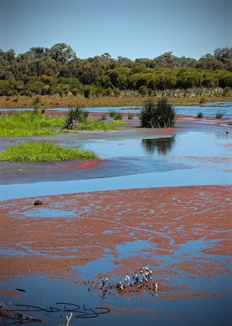 Yanchep park lagoon, Western Australia, debiriley.com 