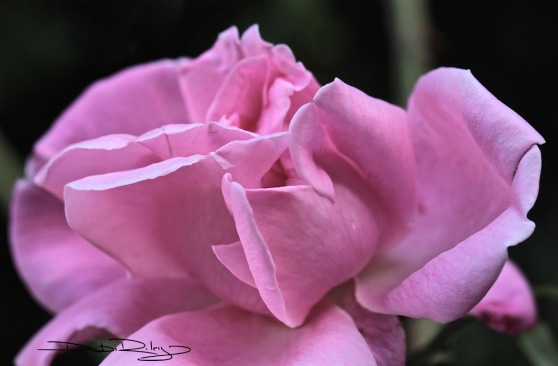 blushing rose, neighbours garden roses, debiriley.com 
