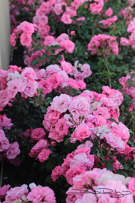 neighbourhood sweetheart pink roses photo debiriley.com