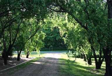 green tree grove, Waiting on a Friend debiriley.com