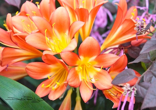 Orange Clivia Blossoms, debiriley.com 