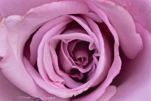 Stillness of the rose at daybreak, photo, debiriley.com 