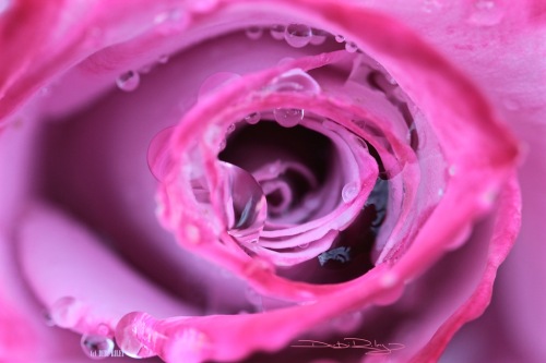 Rose's Heart, macro, close up, photo, debiriley.com 