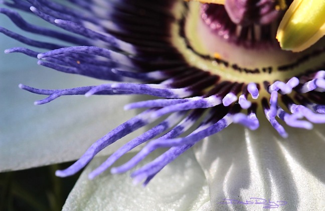 cobalt, cobalt violet, magenta, passion flower photo debiriley.com  