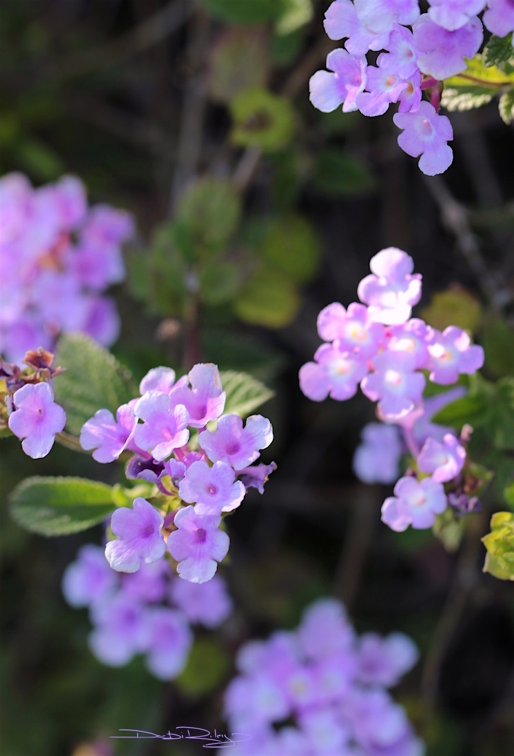 restful flowers, lilac lavender color, debiriley.com