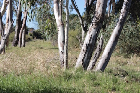 landscape trees, Perth Australia, photo, debiriley.com 