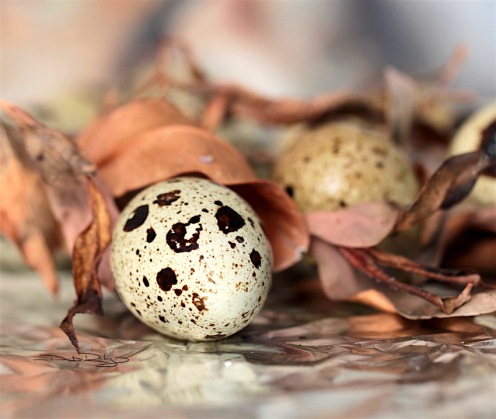 quail egg photograph, still life photography leaves, debiriley.com