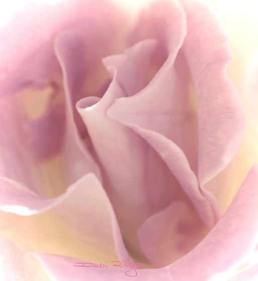A Rose in the garden, photo, debiriley.com 