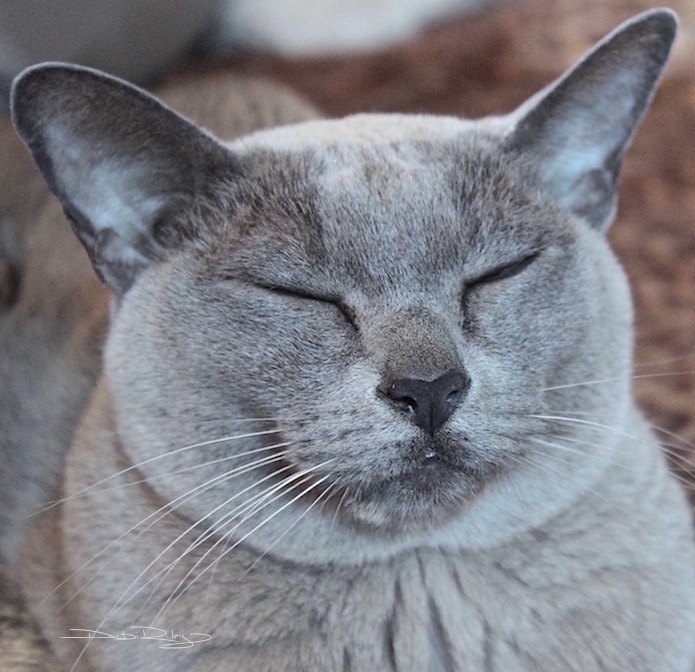 Moet, grey burmese cat, color mixing grey, debiriley.com
