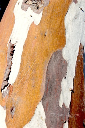 tree bark, hint of abstraction, photo, debiriley.com 