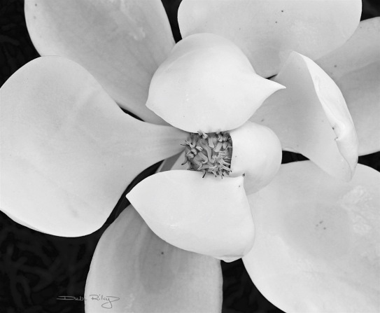 monochrome black and white photograph magnolia, debiriley.com