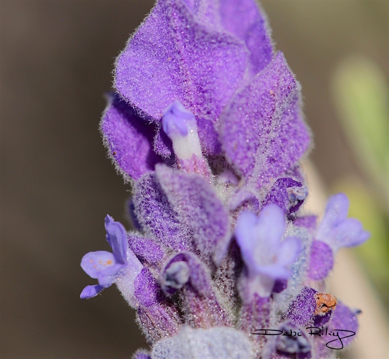 lovely lavender photo, debiriley.com