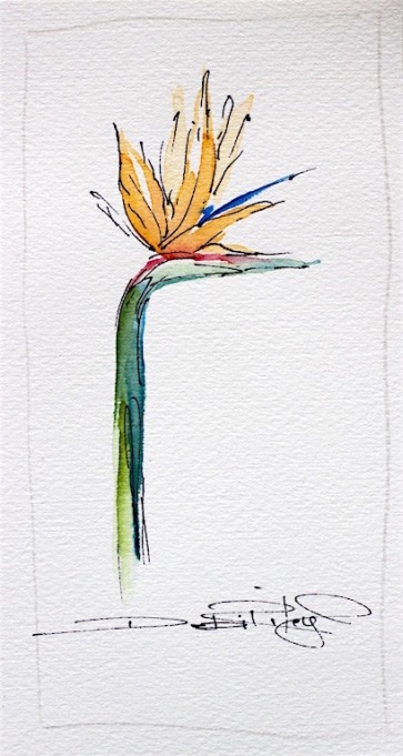 watercolor Strelitzia with ink, debiriley.com 