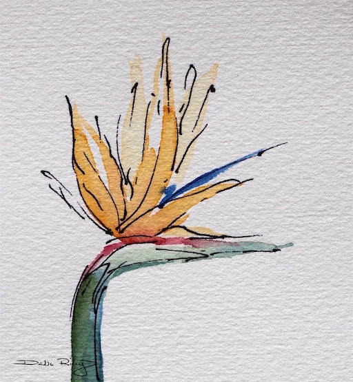 bird of paradise flower, strelitzia, watercolor and inks, debiriley.com 