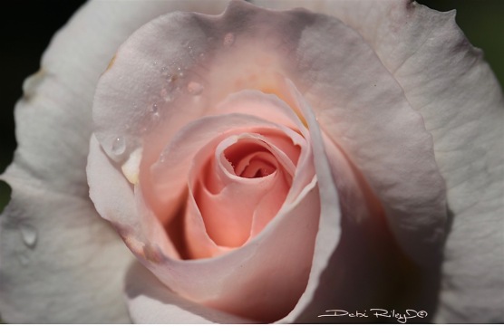 shell pink rose photo, debiriley.com
