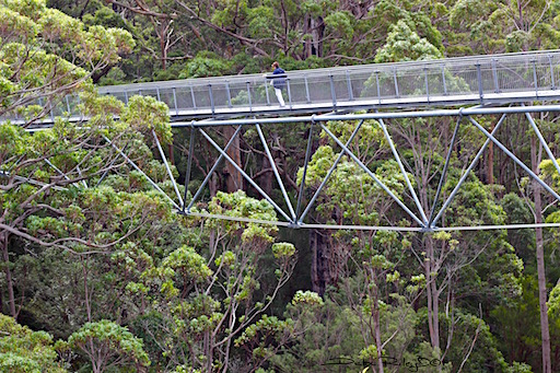tree top walk, valley of the giants, forest, Perth, debiriley.com 