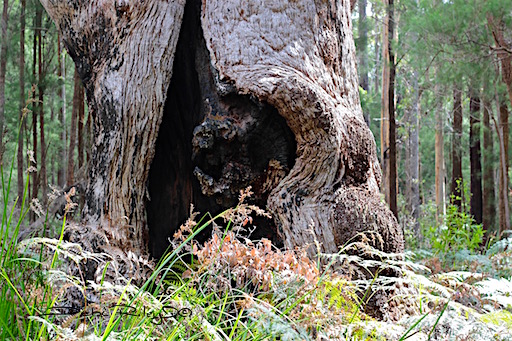 Ancient Tree, textures, photo, debiriley.com Perth, Western Australia 