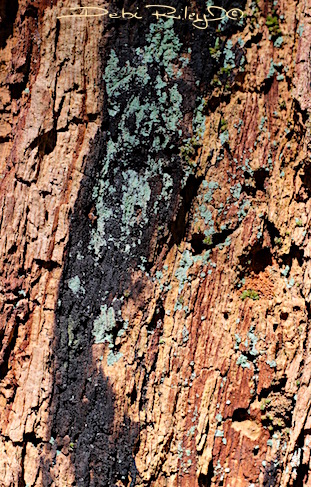 tree bark texture, debiriley.com