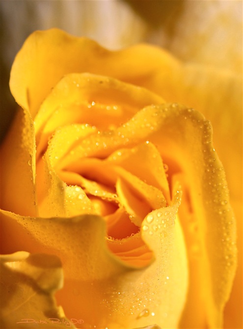 medley of yellow rose, photo, debiriley.com