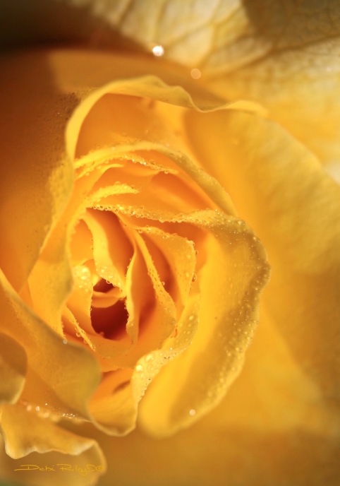 golden medley rose petals, debiriley.com 