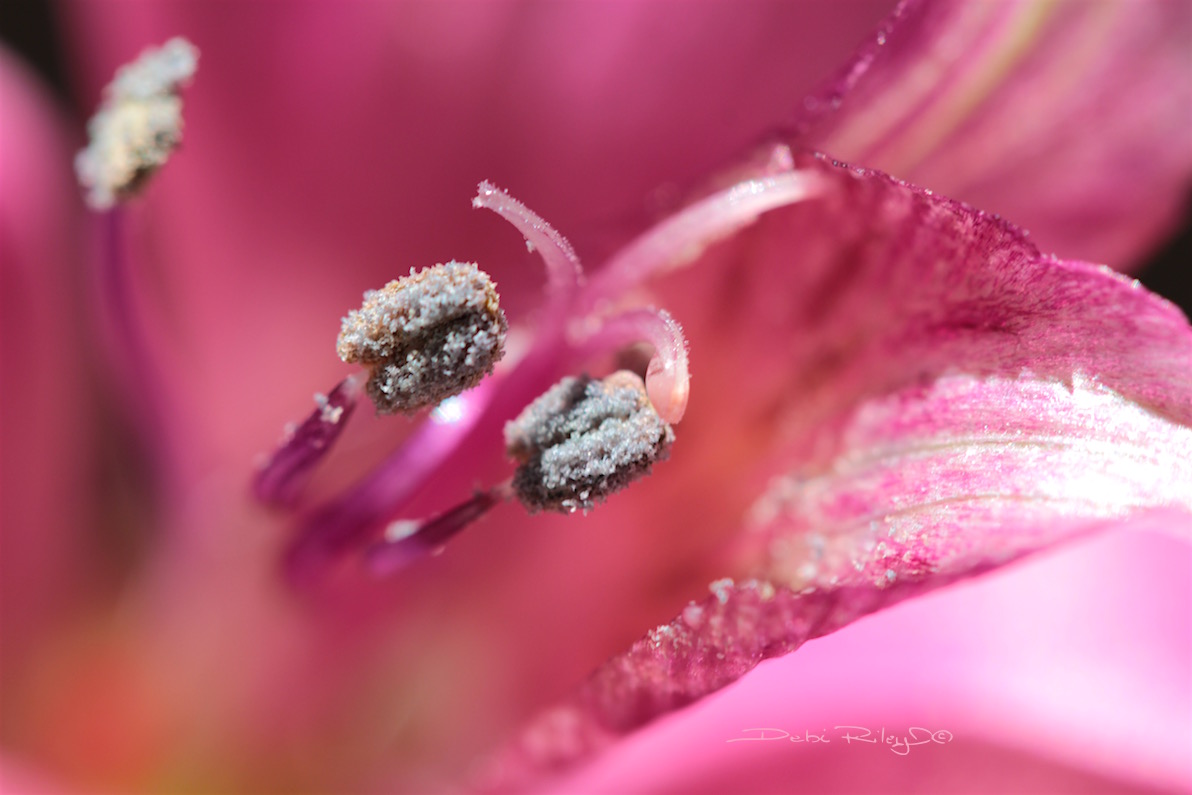 pink lily flower, macro photography, debiriley.com