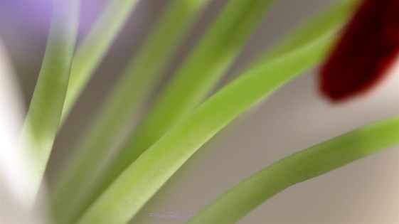 macro lily stamens, soft focus, debi riley art photography 