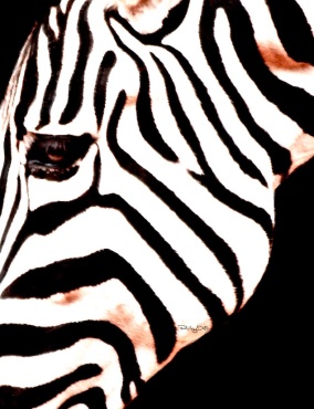 black and white zebra design patterns, Perth Zoo, debiriley.com, debi riley art 