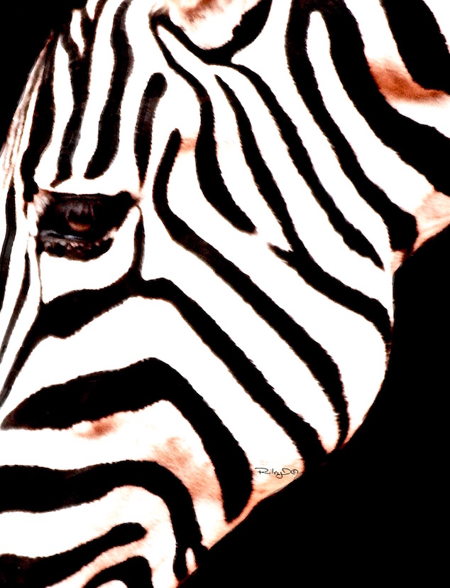black and white zebra design patterns, Perth Zoo, debiriley.com, debi riley art