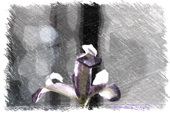 digital painting of iris, debi riley art, debiriley.com 