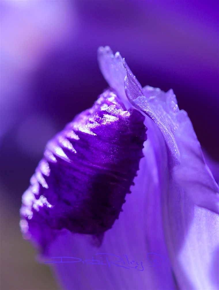 macro purple iris photograph, meaning of the iris, debi riley art,