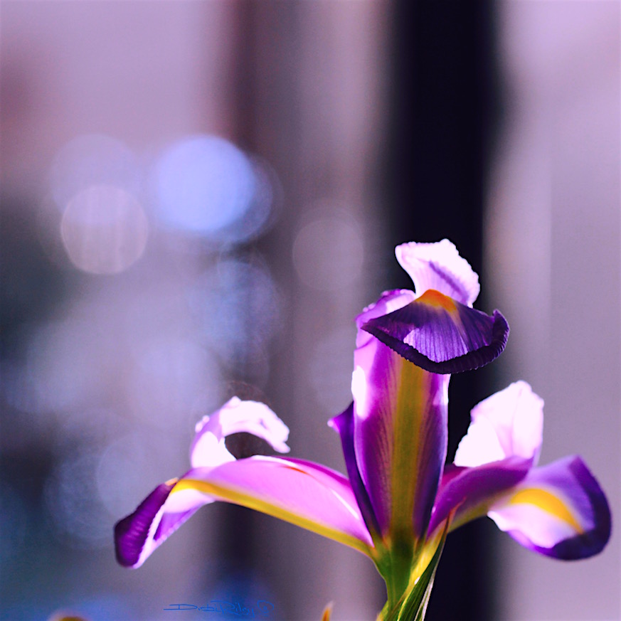 iris flower macro, purples, debiriley.com