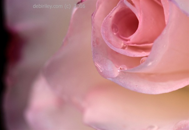 the rose is crying, rose photograph, debiriley.com 