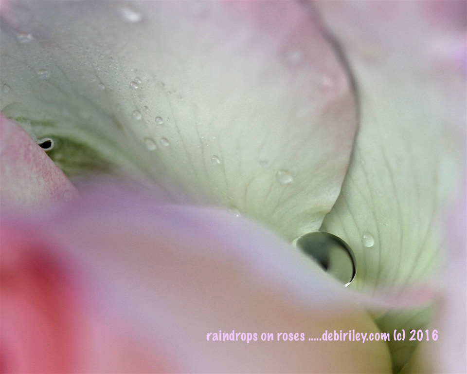 rain on pink roses, photo, flower power art, debiriley.com