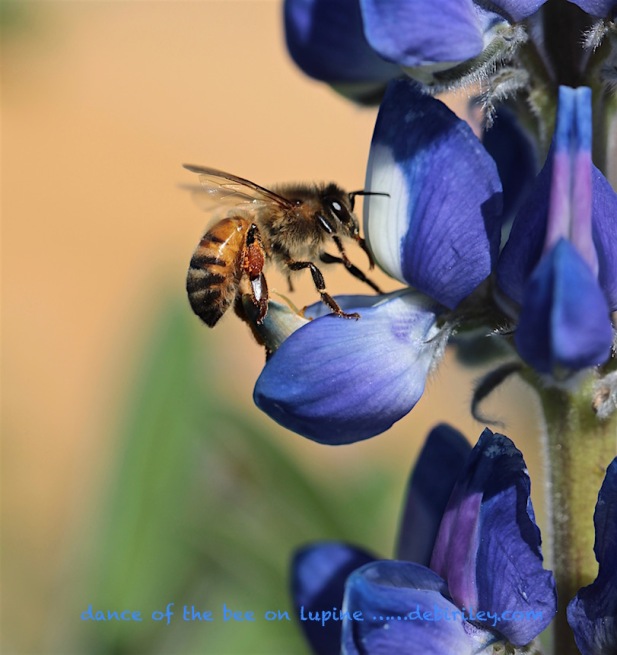 bee on blue lupine, macro photo, debiriley.com 