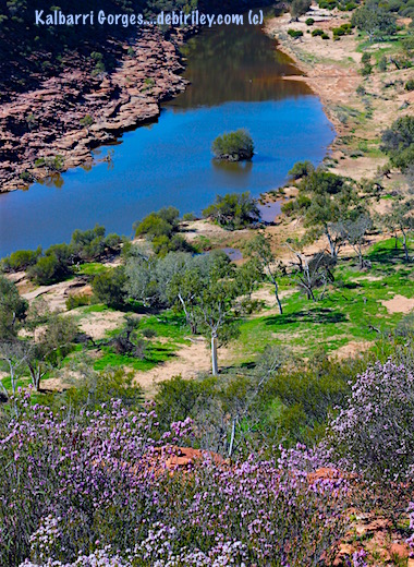 murchison river wildflowers of Kalbarri, W.A. debiriley.com travel Australia photographs