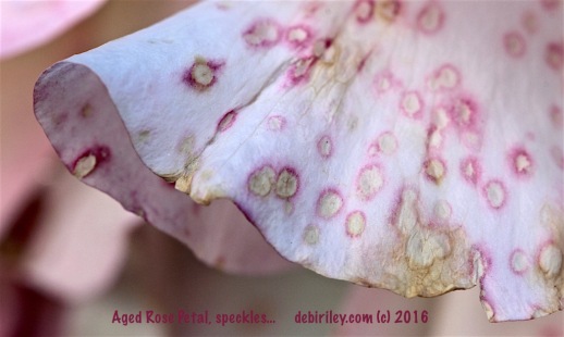 aged speckled rose petal, macro photograph, debiriley.com 