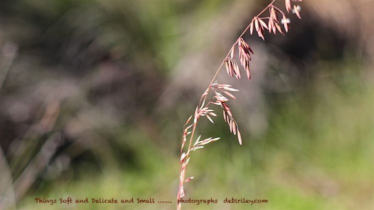 photograph spring grasses, debiriley.com 