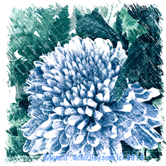 chrysanthemums in blues, antique print look, debiriley.com 