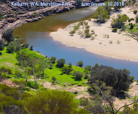 Kalbarri gorge oasis, Western Australia travel, outback sightseeing, debiriley.com 
