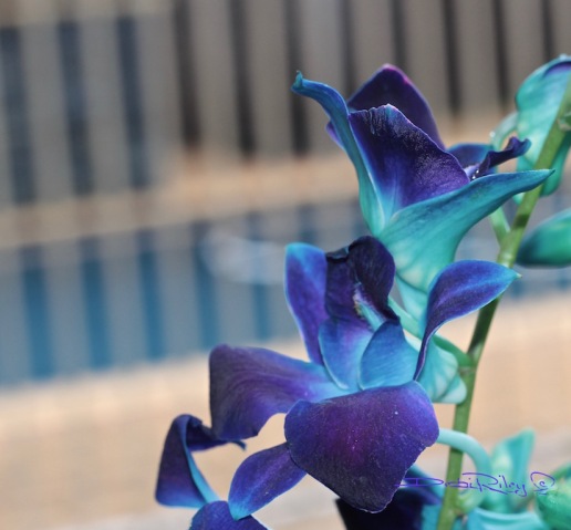 flowers bold bright blue orchids in art, debiriley.com 