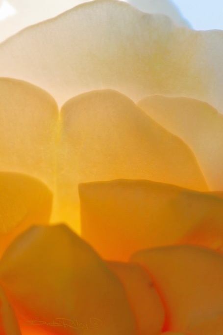 sunlit orange yellow petals against the sun, rose petal photograph debiriley.com 