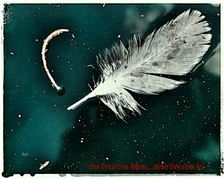 white dove grey feather floating in jade green water, photograph, debiriley.com